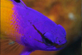   little guy hes got some mighty mean anger issues Fairy Baslet Cayman BWI  